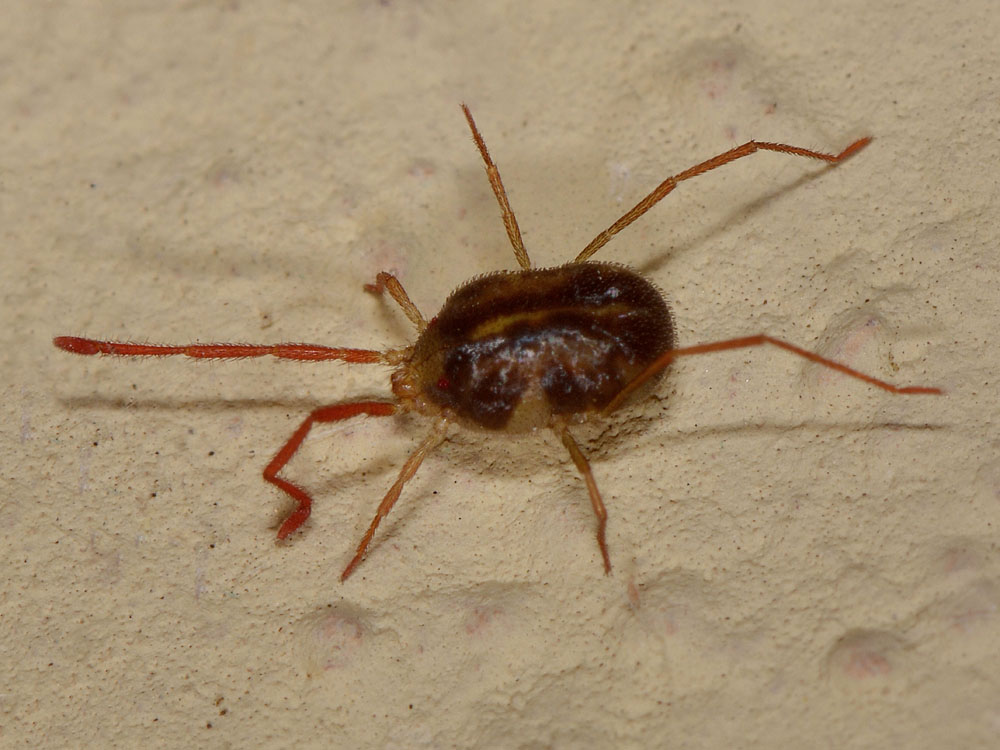 Erythraeidae?